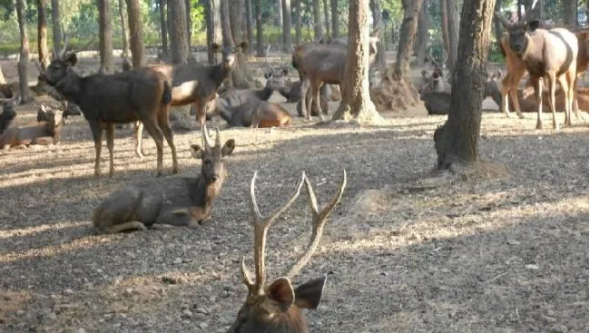 Birsa Zoological Park